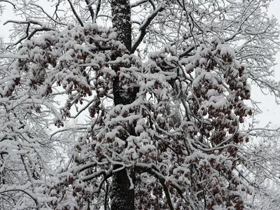 Bare, leafless hardwood tree covered in fresh snow during winter dormancy