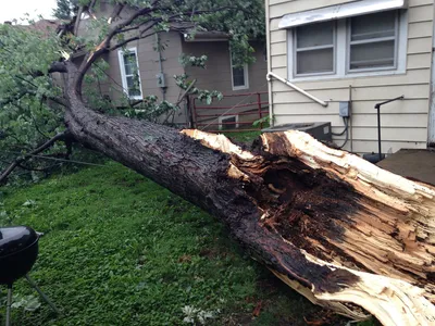 Tree trunk snapped and split apart, fallen across a residential backyard between two houses after a storm