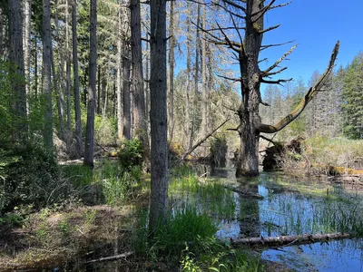 Bare, leafless dead tree with broken branches standing among healthy green trees at the edge of a wetland