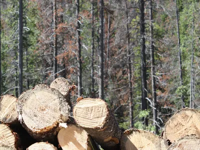 Stack of large cut tree logs after a removal, illustrating how much wood a big job produces