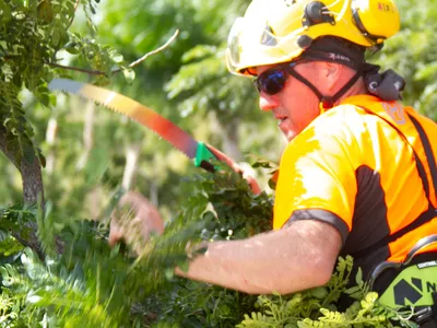 Close-up of a climbing arborist in a helmet and sunglasses hand-sawing a leafy branch while trimming a tree