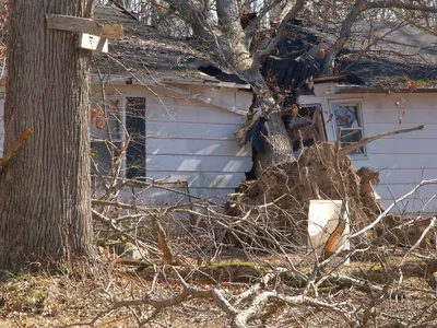 Large tree fallen against a house and punched through the roof after a storm, branches and debris across the yard